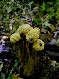 Attēlu rezultāti vaicājumam “Fuligo cinerea macro”