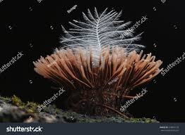 Attēlu rezultāti vaicājumam “Hemitrichia sp.”