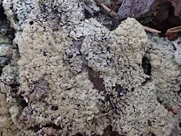 Attēlu rezultāti vaicājumam “Parmeliopsis ambigua”