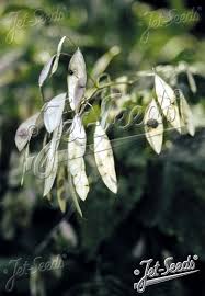Attēlu rezultāti vaicājumam “Lunaria rediviva bud”