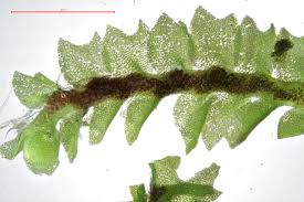 Attēlu rezultāti vaicājumam “Lophozia incisa”