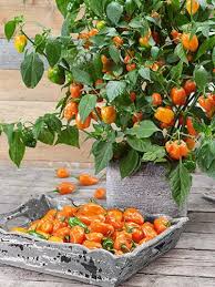 Afbeeldingsresultaat voor orange habanero hot pepper