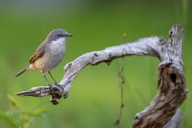 Attēlu rezultāti vaicājumam “Sylvia curruca adult”