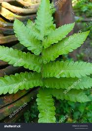 Attēlu rezultāti vaicājumam “Phegopteris connectilis”