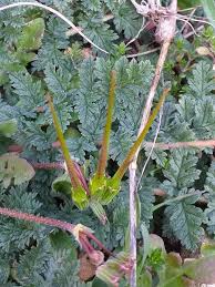 Attēlu rezultāti vaicājumam “Erodium cicutarium leaf”