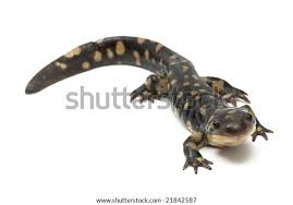 Attēlu rezultāti vaicājumam “Diderma tigrinum stalked”