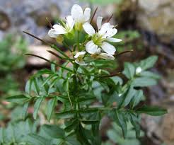 Attēlu rezultāti vaicājumam “Cardamine amara flower”