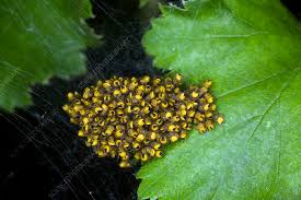 Attēlu rezultāti vaicājumam “Araneus diadematus juvenile”