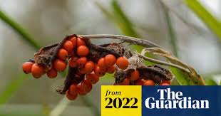 Attēlu rezultāti vaicājumam “Iris pseudacorus fruit”