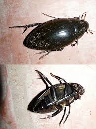 Attēlu rezultāti vaicājumam “Hydrophilidae”