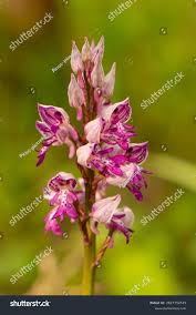 Attēlu rezultāti vaicājumam “Orchis militaris flower”