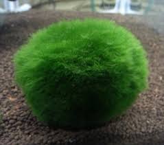 Imagini pentru Cladophora aegagropila