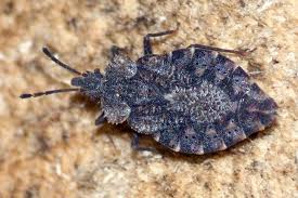 Attēlu rezultāti vaicājumam “Aradus betulae”