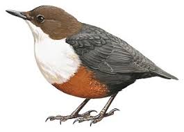 Attēlu rezultāti vaicājumam “Cinclus cinclus adult”