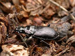 Attēlu rezultāti vaicājumam “Pterostichus oblongopunctatus”