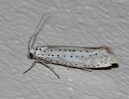 Attēlu rezultāti vaicājumam “Yponomeuta evonymella”