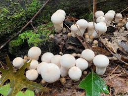 Attēlu rezultāti vaicājumam “Ionomidotis irregularis”