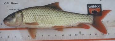 Image result for Moxostoma duquesnei