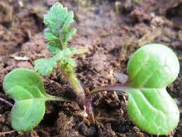 Attēlu rezultāti vaicājumam “Sinapis alba leaf”