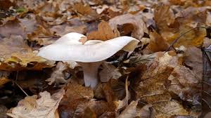 Attēlu rezultāti vaicājumam “Tricholoma album”