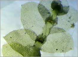 Attēlu rezultāti vaicājumam “Calypogeia fissa”