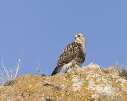 Attēlu rezultāti vaicājumam “Buteo lagopus adult”