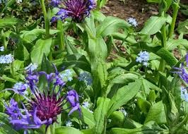 Attēlu rezultāti vaicājumam “Centaurea”