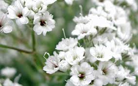 Attēlu rezultāti vaicājumam “Gypsophila paniculata”