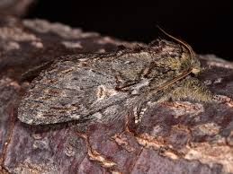 Attēlu rezultāti vaicājumam “Peridea anceps”