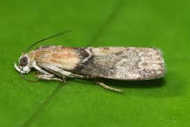 Attēlu rezultāti vaicājumam “Sciota adelphella”