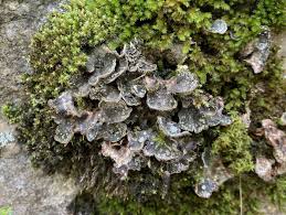 Attēlu rezultāti vaicājumam “Peltigera extenuata”