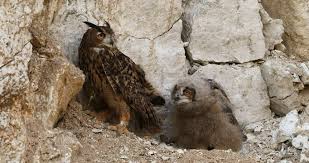 Attēlu rezultāti vaicājumam “Bubo bubo adult”