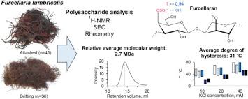 Attēlu rezultāti vaicājumam “Furcellaria lumbricalis”