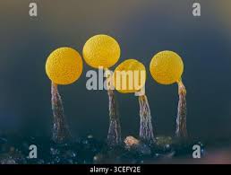 Attēlu rezultāti vaicājumam “Physarum viride”