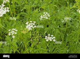 Image result for Chaerophyllum aureum