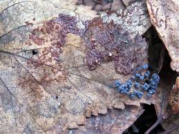 Attēlu rezultāti vaicājumam “Badhamia utricularis stalked”