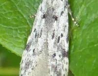 Attēlu rezultāti vaicājumam “Carpatolechia proximella”