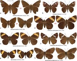 Attēlu rezultāti vaicājumam “Hesperiidae”