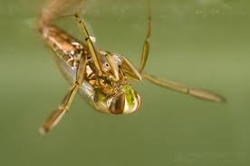 Attēlu rezultāti vaicājumam “Notonecta glauca”