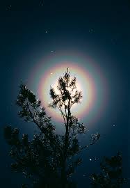 Attēlu rezultāti vaicājumam “pollen corona”