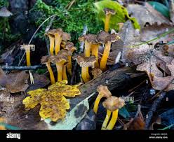 Attēlu rezultāti vaicājumam “Cantharellus lutescens”