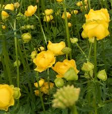 Attēlu rezultāti vaicājumam “Trollius europaeus”