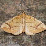 Attēlu rezultāti vaicājumam “Eulithis mellinata”