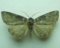 Attēlu rezultāti vaicājumam “Tethea or”