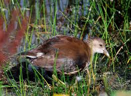 Attēlu rezultāti vaicājumam “Gallinula chloropus juvenile”