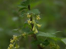 Attēlu rezultāti vaicājumam “Ribes nigrum flower”