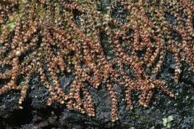 Attēlu rezultāti vaicājumam “Nowellia curvifolia sporophyte”