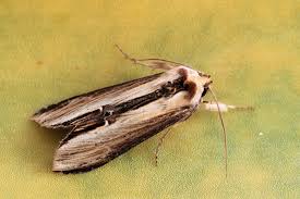 Attēlu rezultāti vaicājumam “Cucullia verbasci”