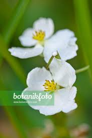 Attēlu rezultāti vaicājumam “Sagittaria sagittifolia”