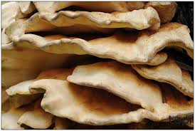 Attēlu rezultāti vaicājumam “Climacodon septentrionalis”